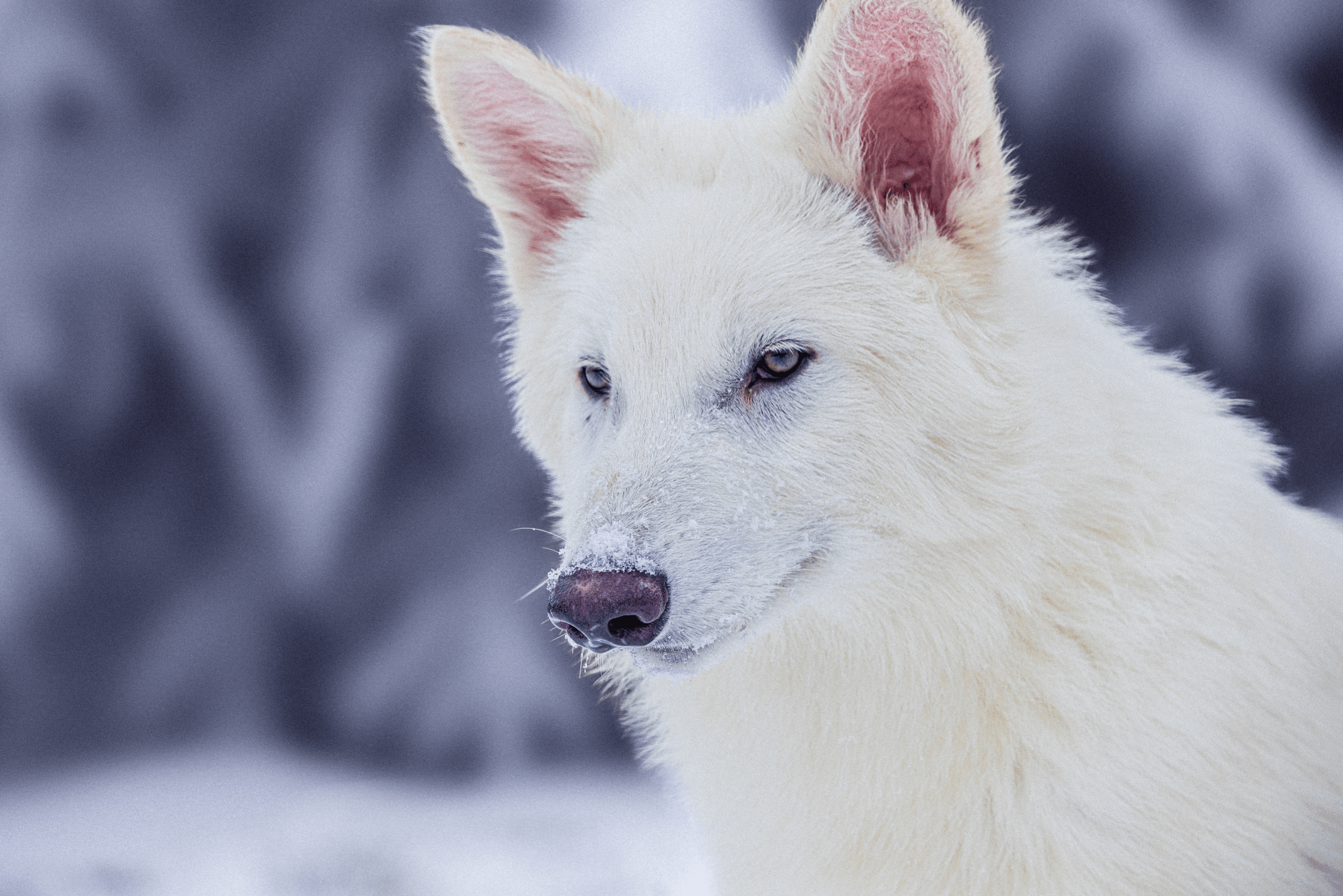 Biotech Breakthrough: The Science Behind Making Extinction Optional